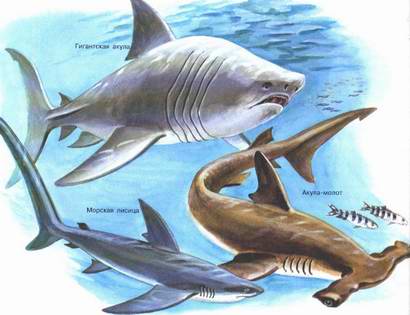Различные виды акул